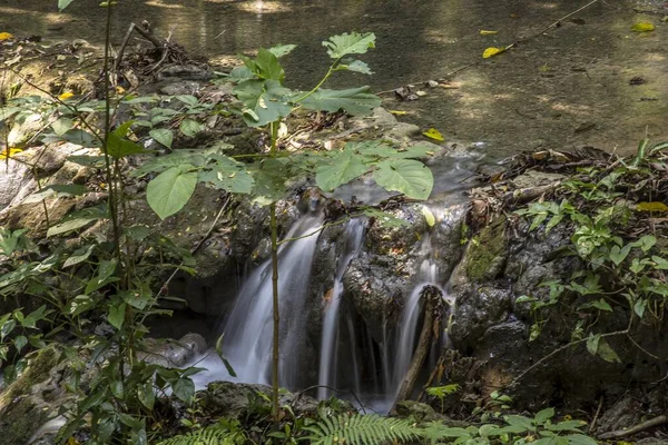 Uma Pequena Corrente Água Floresta Perto Cidade Maia Perdida Palenque — Fotografia de Stock