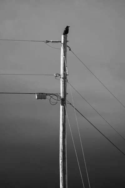 A solo crow or raven sits perched atop a telephone power pole with the sky and clouds in the background.