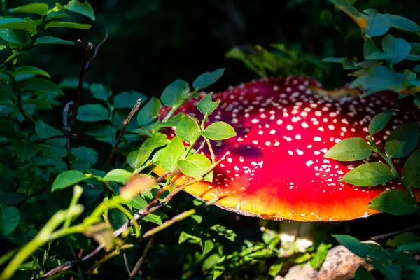 Närbild Röd Flugsvamp Omgiven Ogräs — Stockfoto