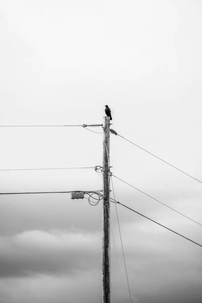一只独眼乌鸦或乌鸦栖息在电话电线杆上 背景是天空和云彩 — 图库照片