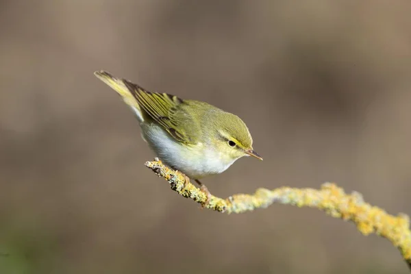 Adult Wood Sångare Phylloscopus Sibilatrix Våren Migration Stoppa Över Sittande — Stockfoto