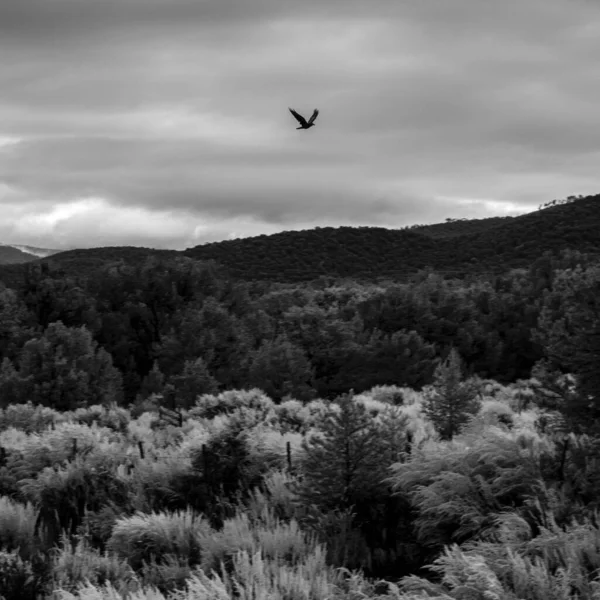 A solo crow flying above the tree line in black and white.