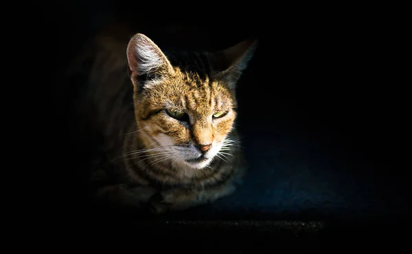 Retrato Gato Acostado Sol — Foto de Stock