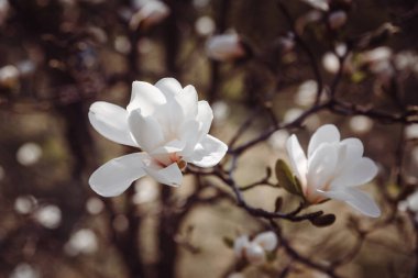 iki beyaz manolya ağacı