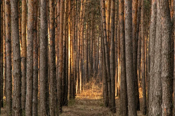 Bosque de pinos de muchos árboles en un día soleado — Foto de Stock