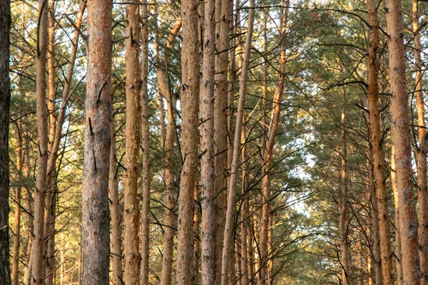 Bosque de pinos de muchos árboles en un día soleado — Foto de Stock