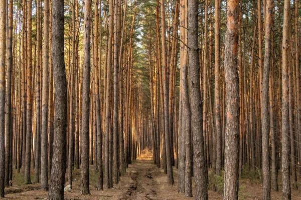 Bosque de pinos de muchos árboles en un día soleado — Foto de Stock