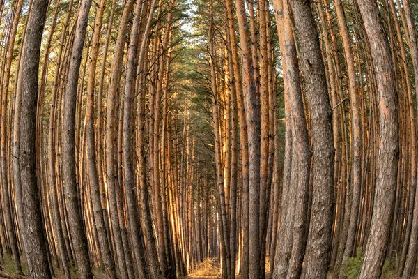 Bosque de pinos de muchos árboles en un día soleado — Foto de Stock