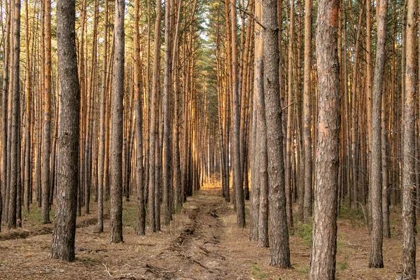 Bosque de pinos de muchos árboles en un día soleado — Foto de Stock