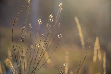 Sonbaharda kuru çimenler çok güzel bir şekilde güneşte parıldıyor ormanın arka planında.