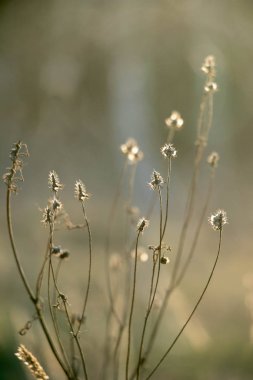 Sonbaharda kuru çimenler çok güzel bir şekilde güneşte parıldıyor ormanın arka planında.