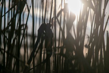 Kuru sonbahar çimenleri güneşten yanar