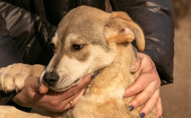 Sevecen bir köpek yavrusu sığınakta bir insanın kollarında.