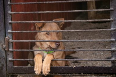 Kızıl saçlı köpek, köpek barınaklarından birinin kafesinin arkasından bakıyor.