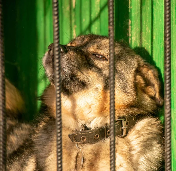 young dog behind bars in the aviary of one of the dog shelters