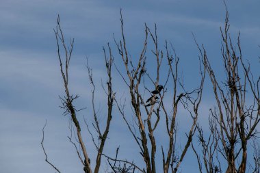 branches of autumn trees without leaves on a background of blue sky