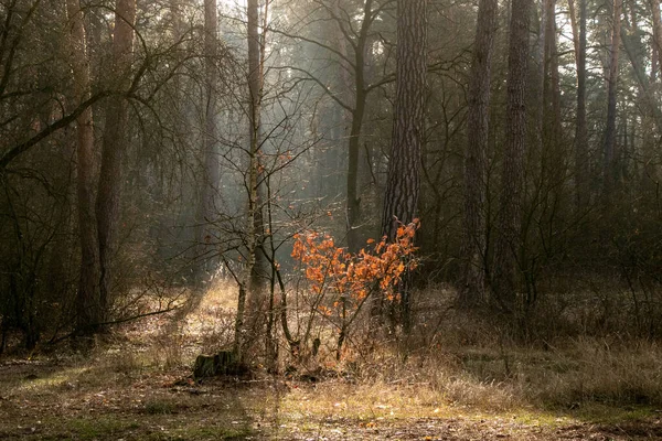 In the autumn foggy forest, the rays of the sun fall on a small tree with bright leaves — Stock Photo, Image