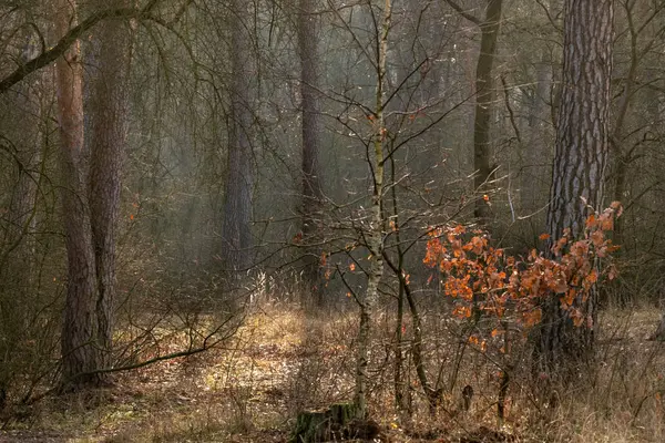 En el bosque nublado de otoño, los rayos del sol caen sobre un pequeño árbol con hojas brillantes — Foto de Stock