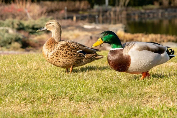 Twee Eenden Lopen Het Gras Achtergrond Van Het Meer — Stockfoto