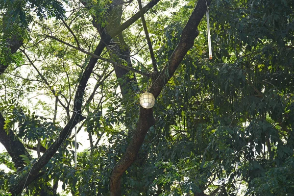 Árvore com lâmpada de capiz pendurada e luzes LED em Antipolo, Philipp — Fotografia de Stock