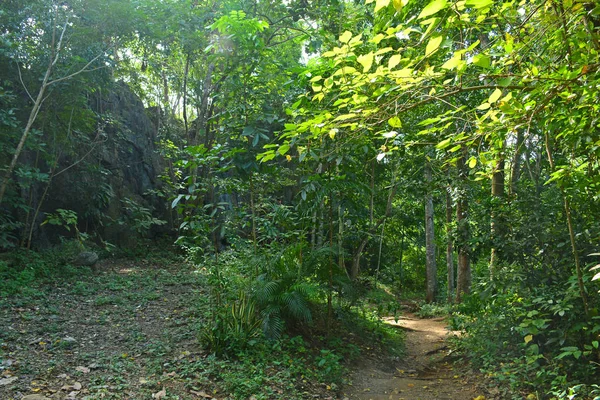 Calinawan Grotte Udenfor Træer Blade Tanay Rizal Filippinerne - Stock-foto