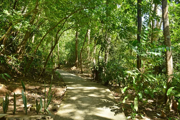 Daranak Falls Path Way Trail Tanay Rizal Philippines — Stock Photo, Image