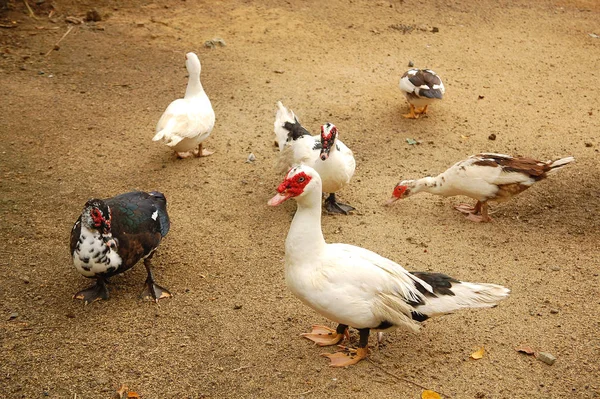 Patos Blancos Granja Santa Elena Filipinas —  Fotos de Stock
