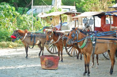 Ilocos Sur, Ph - 10 Nisan 2009 'da Baluarte Hayvanat Bahçesi' nde at leşi (kalesa) çekildi. Baluarte Hayvanat Bahçesi, Chavit Singson 'a ait bir hayvanat bahçesi..