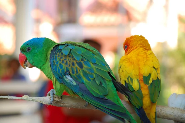 Ilocos Sur Dubna Papoušci Zoologické Zahradě Baluarte Dubna 2009 Viganu — Stock fotografie