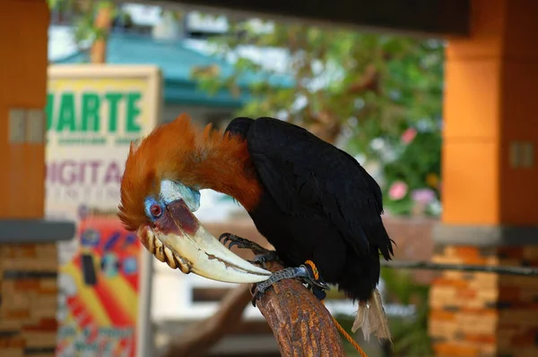 Ilocos Sur Apr 2009年4月10日在南伊洛科斯州维甘的Balugani动物园 Hornbill鸟 光秃秃的动物园是Chavit Singson所有的动物园 — 图库照片