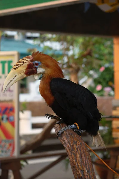 Ilocos Sur Dubna Hornbill Bird Baluarte Zoo April 2009 Vigan — Stock fotografie