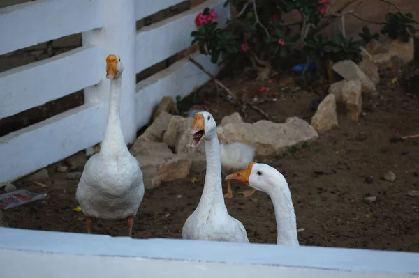 Vigan Ilocos Sur Daki Baluarte Hayvanat Bahçesindeki Kazlar — Stok fotoğraf