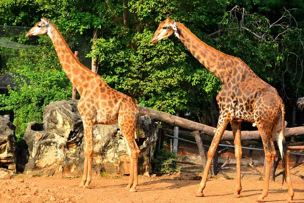 Giraffes at Dusit Zoo in Khao Din Park, Bangkok, Thailand. Dusit Zoo is the oldest zoo in Bangkok, Thailand.