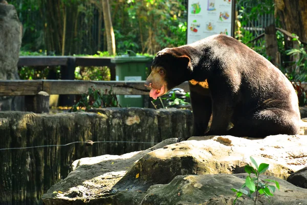 Bangkok Dec Urso Sol Malaio Zoológico Dusit Dezembro 2016 Khao — Fotografia de Stock