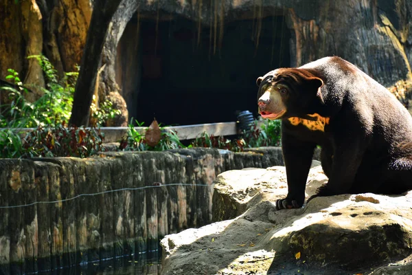 Bangkok Dec Malaysian Sun Bear Dusit Zoo December 2016 Khao — ストック写真