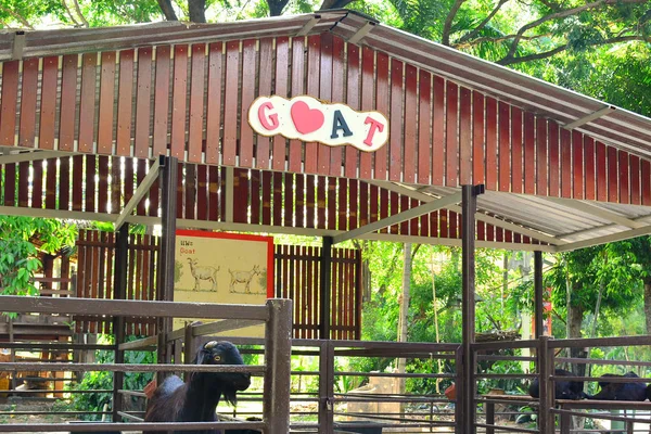 Bangkok Dec Goat Dusit Zoo December 2016 Khao Din Park — стокове фото