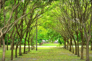 Corregidor Adası, Cavite, Filipinler 'deki doğa manzaralı yol