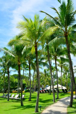 Cebu, Ph-Ekim 8: Shangri-La 'nın Mactan Resort ve Spa Hindistan cevizi ağaçları 8 Ekim 2016' da Lapu Lapu, Cebu, Filipinler 'de. Sahildeki lüks tatil beldesi Mactan-Cebu Int 'l Havalimanı' na 8 km uzaklıkta..