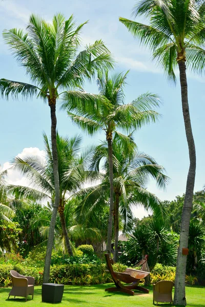 Cebu Oct Shangri Mactan Resort Spa Outdoor Coconut Trees October — стоковое фото