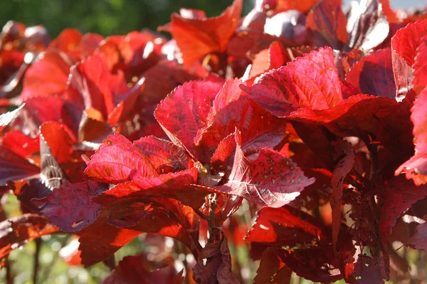 Röda Blad Trädgården — Stockfoto