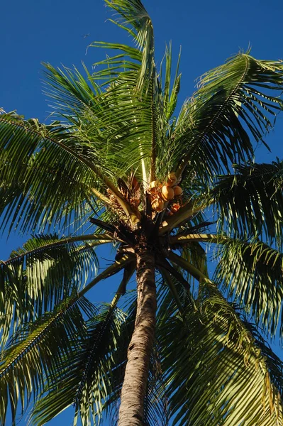 Кокосовое Дерево Листьями Фруктами Филиппинах — стоковое фото