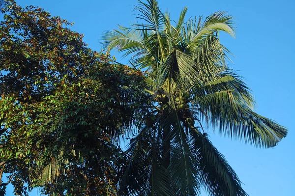 Кокосовое Дерево Листьями Фруктами Филиппинах — стоковое фото