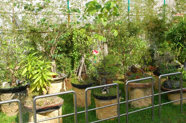 盆景植物陈列在花园 — 图库照片