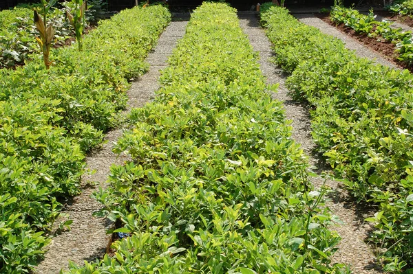 Gröna Plantblad Som Växer Trädgården — Stockfoto