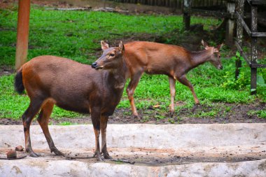Sambar (Rusa unicolor) geyiği Lok Kawi Vahşi Yaşam Parkı, Malezya