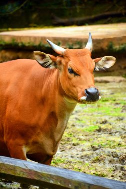 Banteng, Güneydoğu Asya 'da Lok Kawi vahşi yaşam parkında bulunan bir vahşi hayvan türüdür.