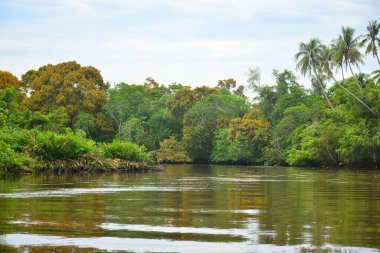 Klias Nehri bir Mangrove Ormanı Rezervi ve ağaçlarda hortumlu maymunları görebileceğiniz bir eko-turizm merkezi..