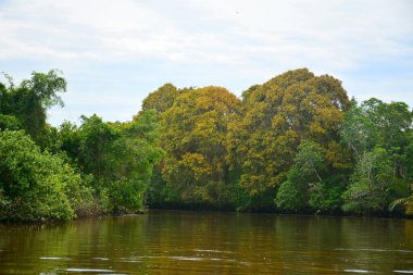 Klias Nehri bir Mangrove Ormanı Rezervi ve ağaçlarda hortumlu maymunları görebileceğiniz bir eko-turizm merkezi..