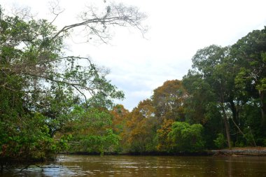 Klias Nehri bir Mangrove Ormanı Rezervi ve ağaçlarda hortumlu maymunları görebileceğiniz bir eko-turizm merkezi..
