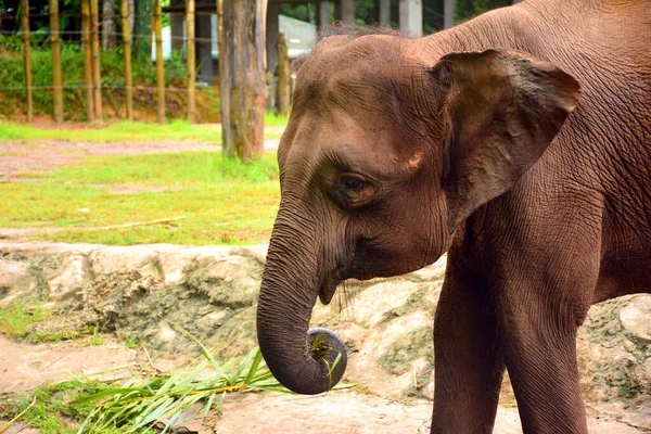 Borneo elephant, also called the Borneo pygmy elephant at Lok Kawi wildlife park